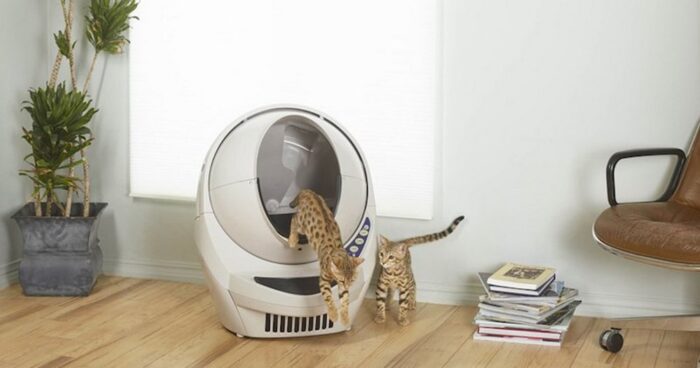 Comment habituer un bébé chat à faire ses besoins dans une litière robot ?